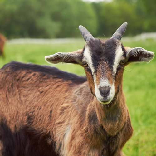goat walking on grass field