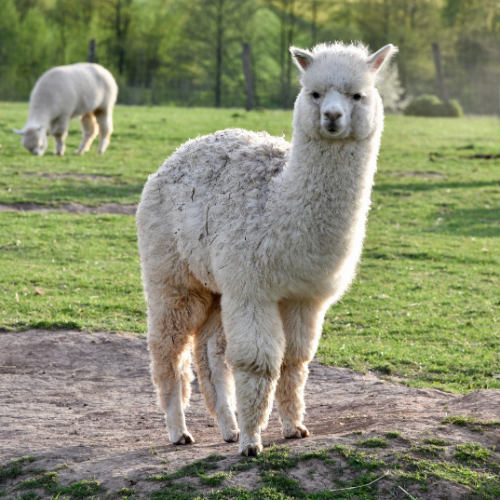 alpacas