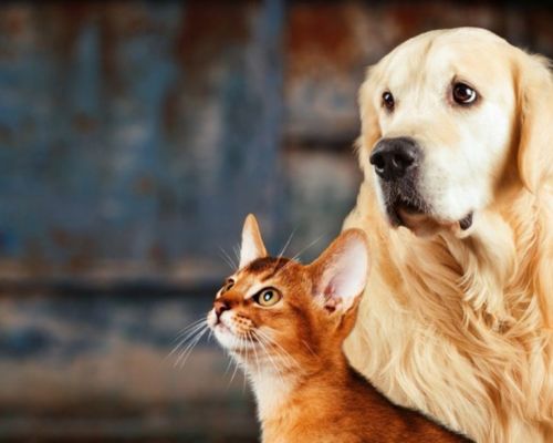 dog and cat about us