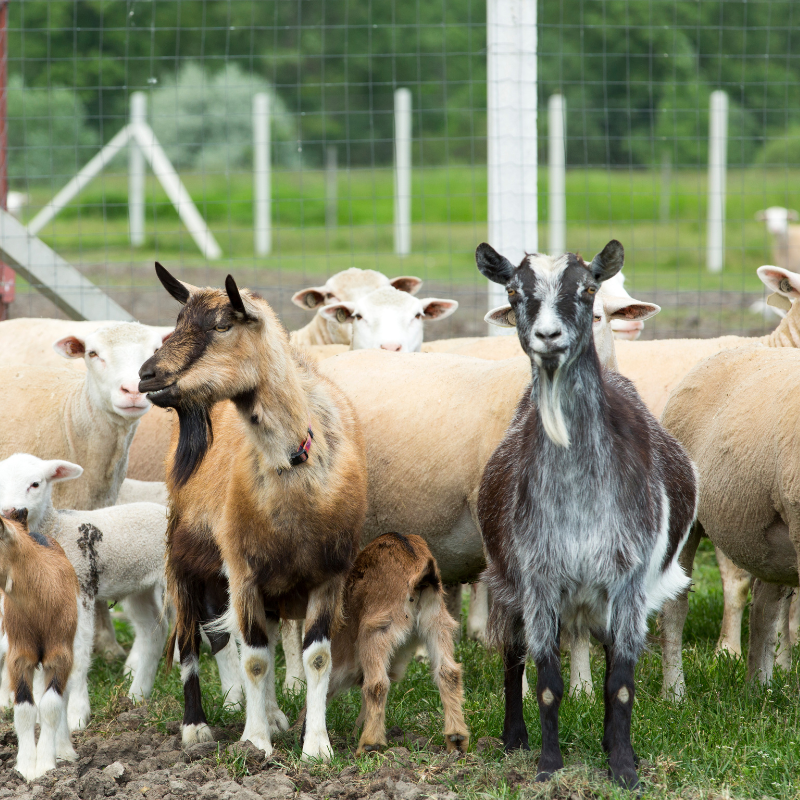 goats and sheep needing vet care