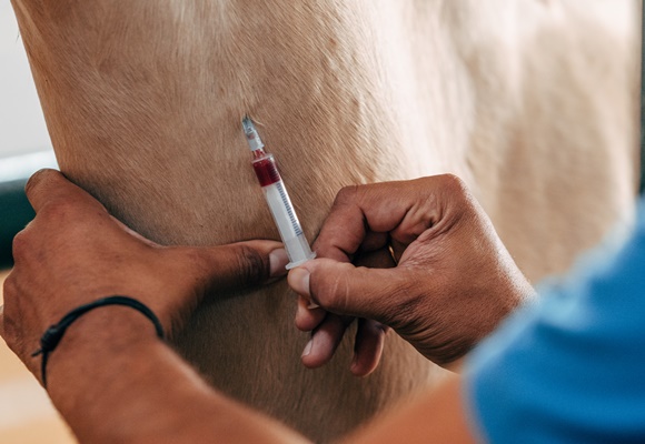 Blood draw on a horse