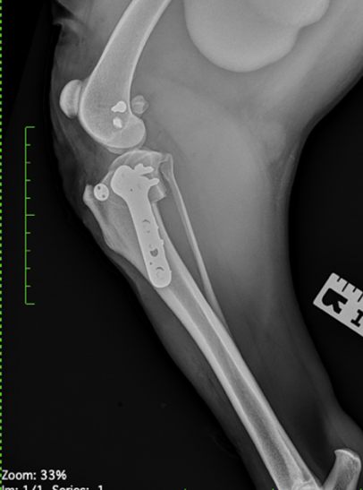 Pet Advanced Orthopedic Surgical Services Image
